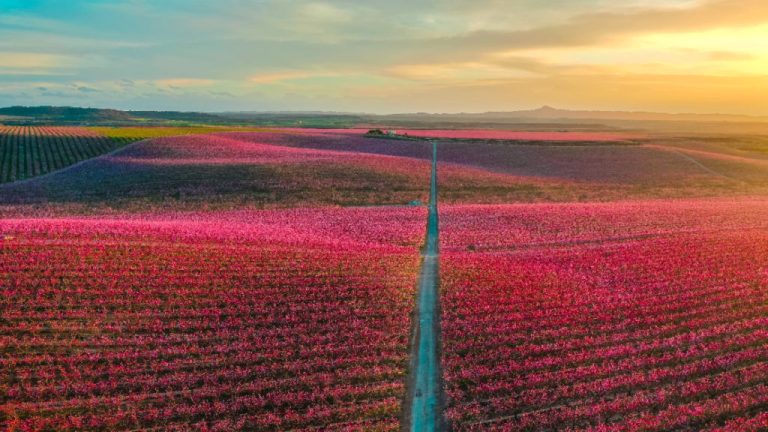 Camins-de-Flors-primavera-1024x576